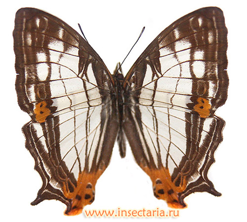 Цирестис менальская (Cyrestis maenalis) - малоизвестная крупная бабочка с Филиппинских островов
